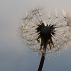 Pusteblume im Gegenlicht