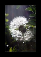 Pusteblume im Gegenlicht