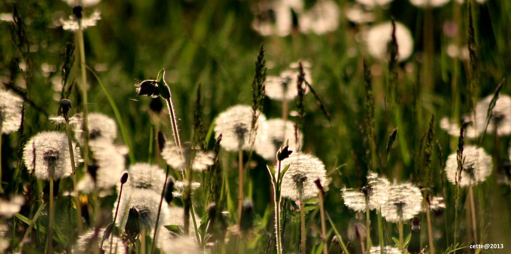 Pusteblume im Gegenlicht