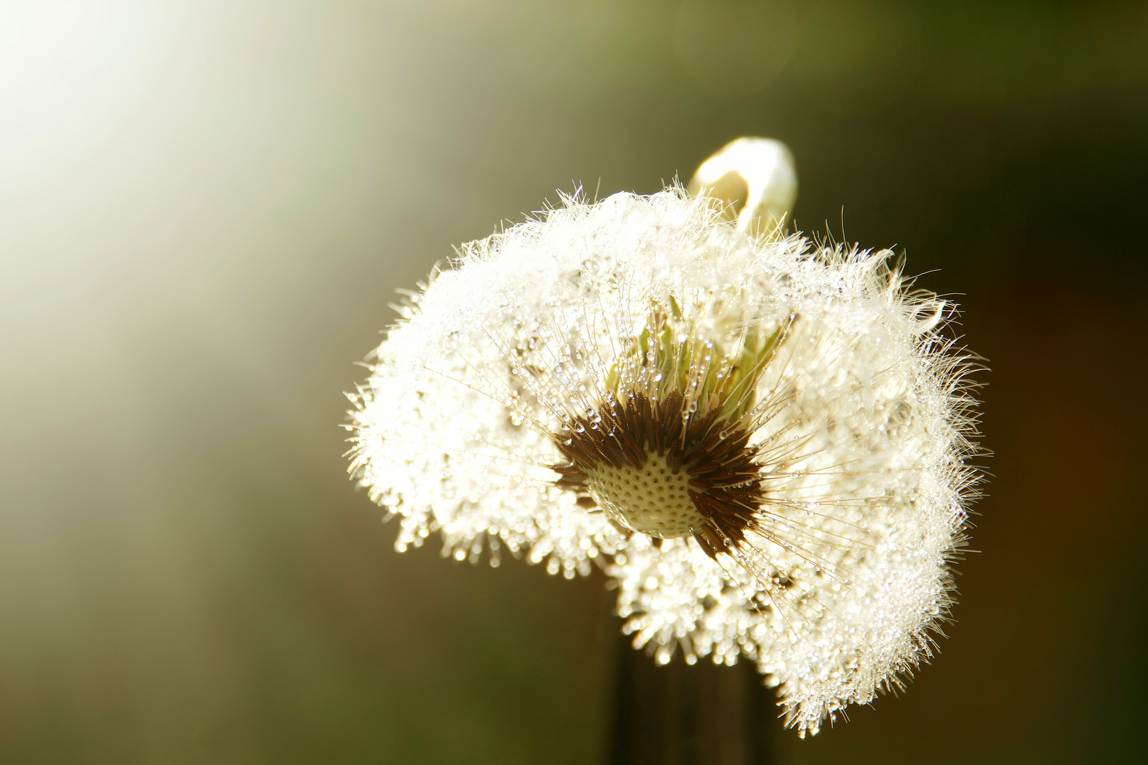 Pusteblume im Gegenlicht