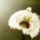 Pusteblume im Gegenlicht