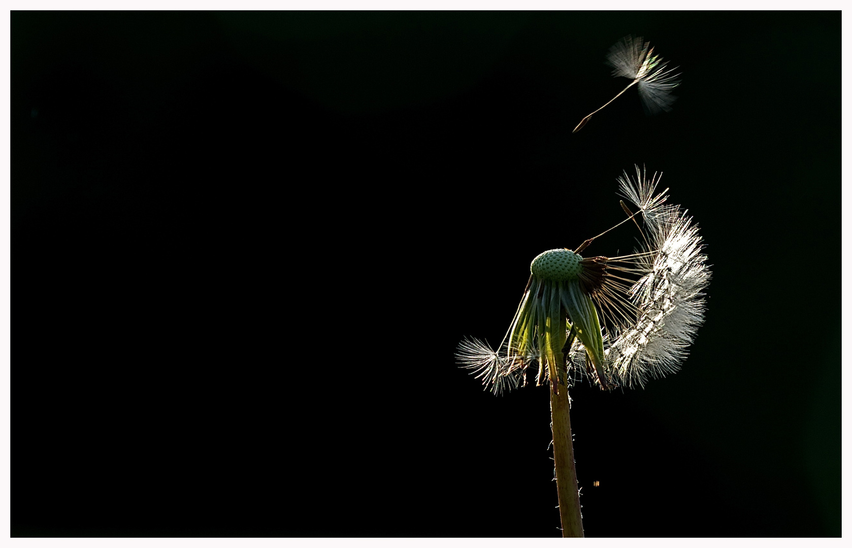 Pusteblume im Gegenlicht