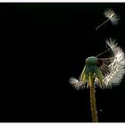 Pusteblume im Gegenlicht