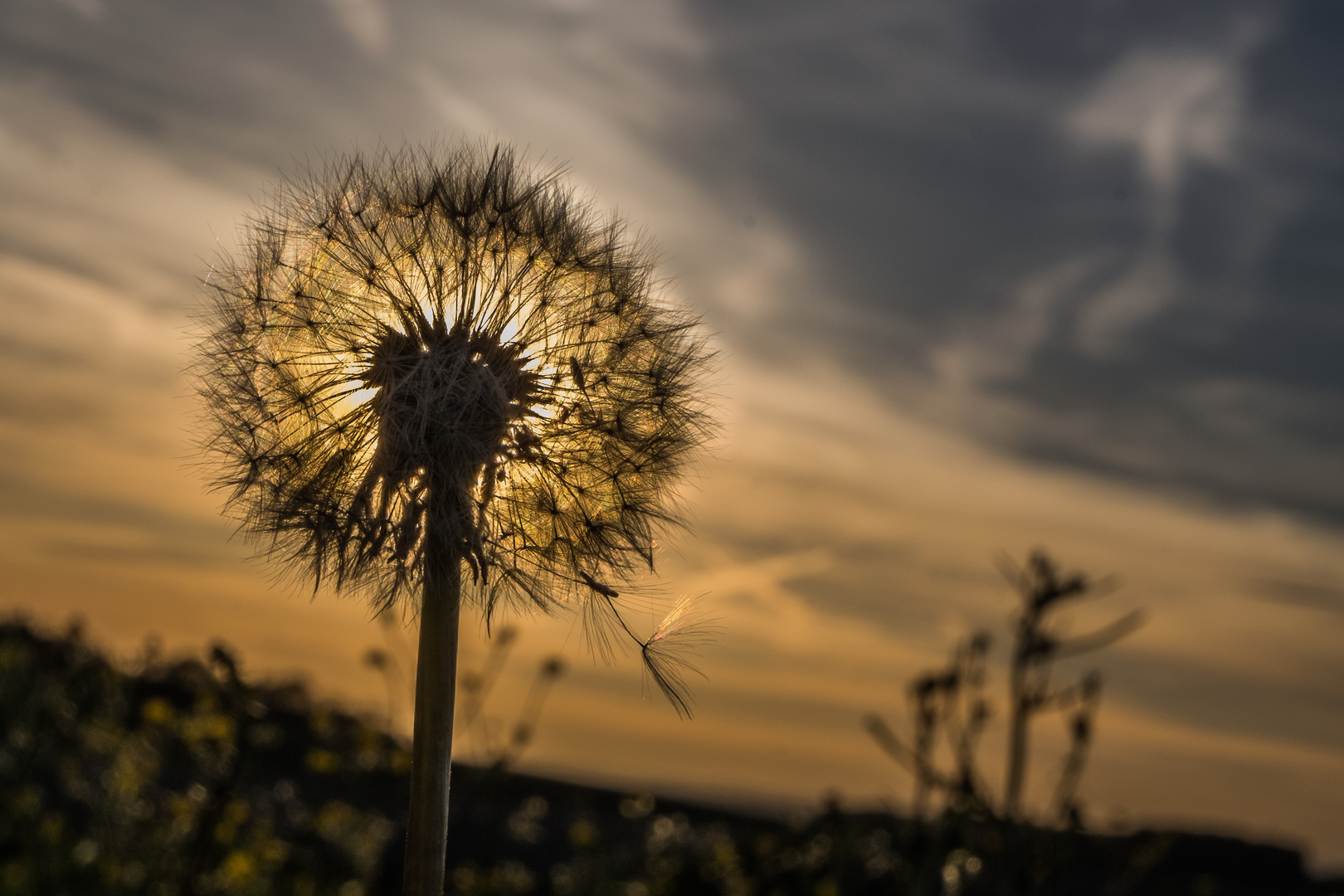 Pusteblume im Gegenlicht