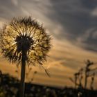 Pusteblume im Gegenlicht