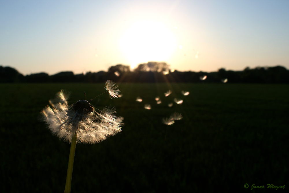 Pusteblume im Gegenlicht