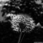 Pusteblume im Gegenlicht