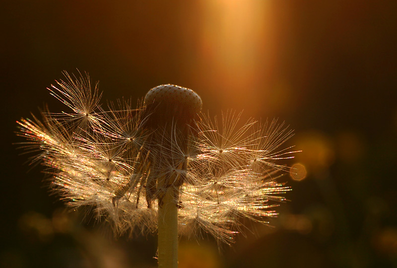 pusteblume im gegenlicht