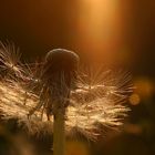 pusteblume im gegenlicht