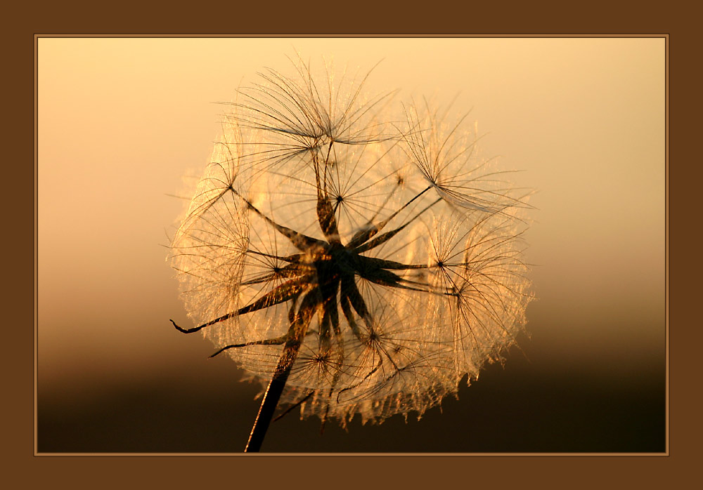 Pusteblume im Gegenlicht