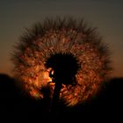 Pusteblume im Gegenlicht