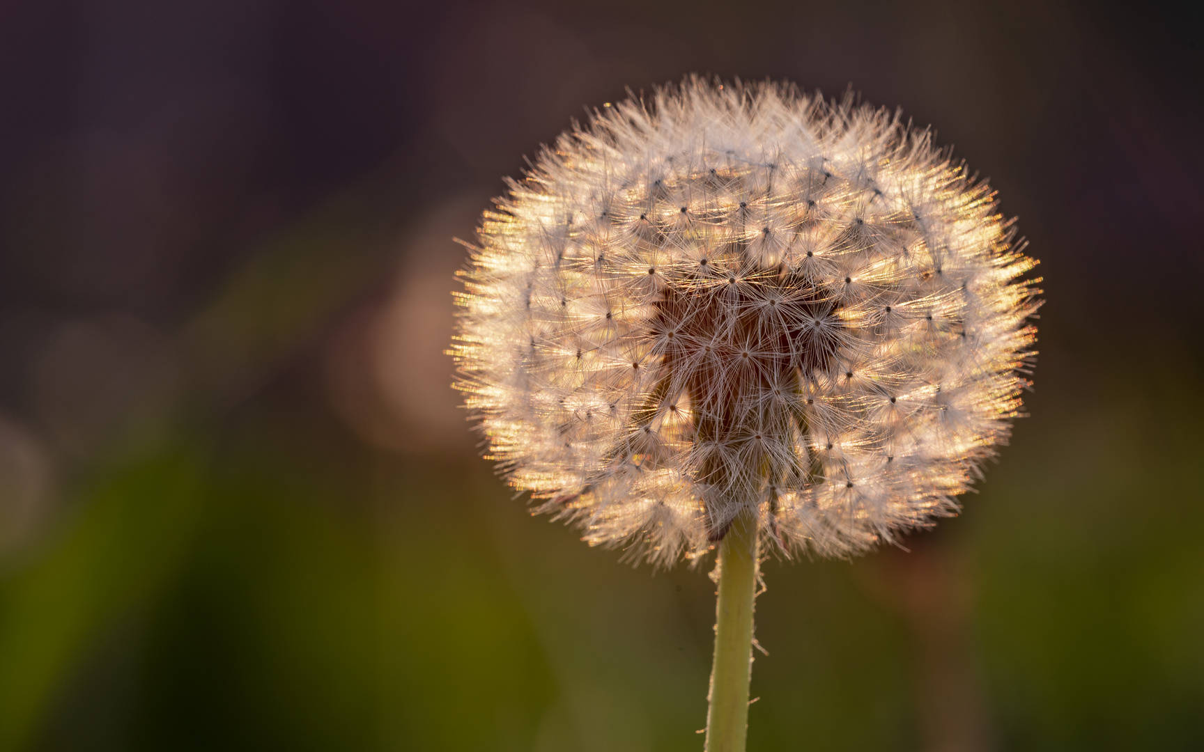 Pusteblume im gegenlicht