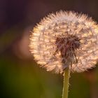 Pusteblume im gegenlicht