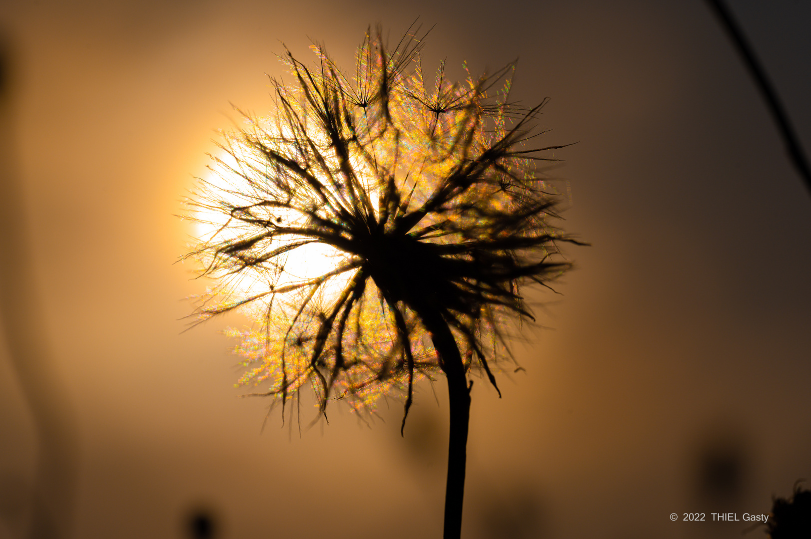 Pusteblume im Gegenlicht