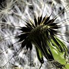 Pusteblume im Gegenlicht