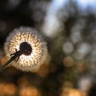 Pusteblume im Gegenlicht