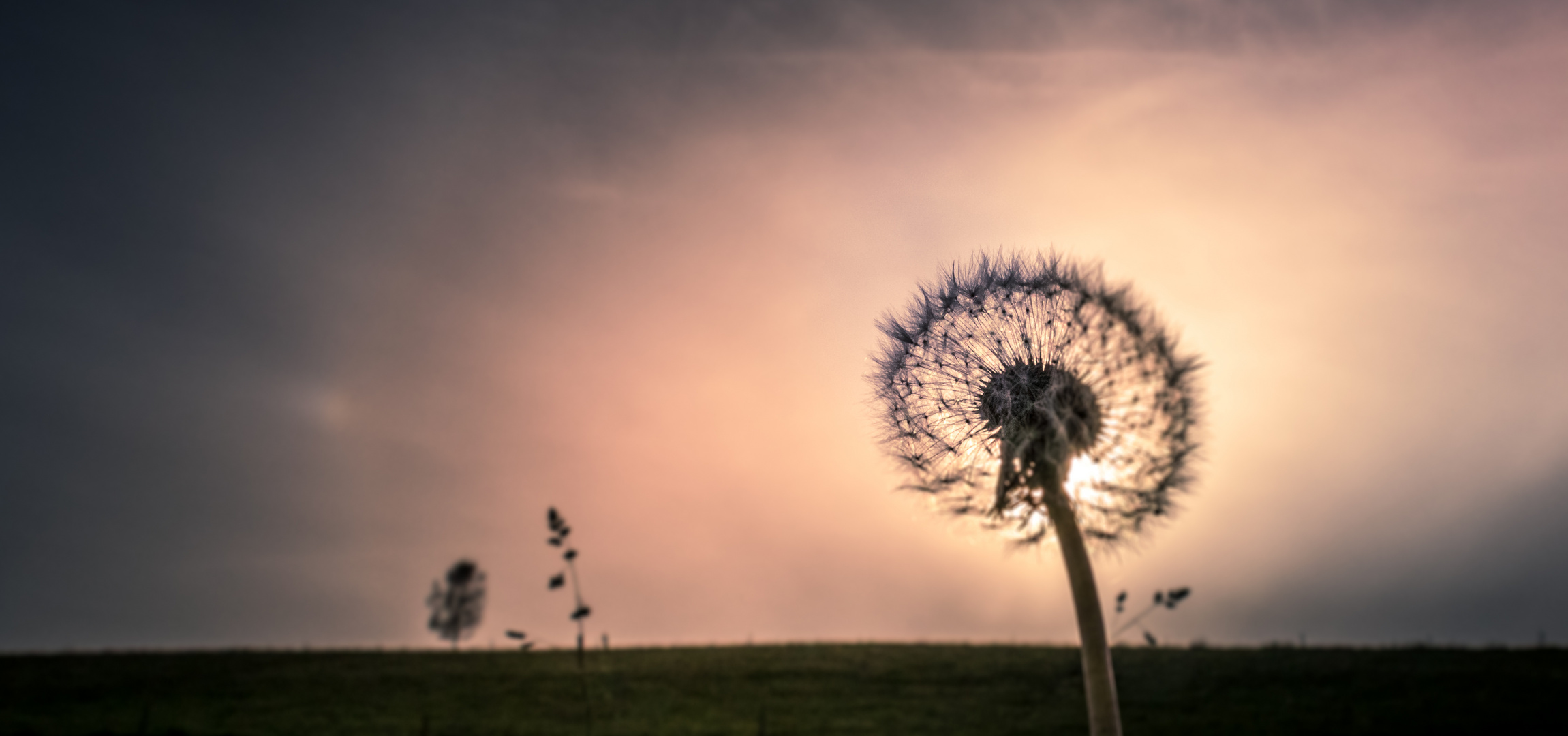 Pusteblume im Gegenlicht / Part2