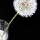 ...Pusteblume im Glas