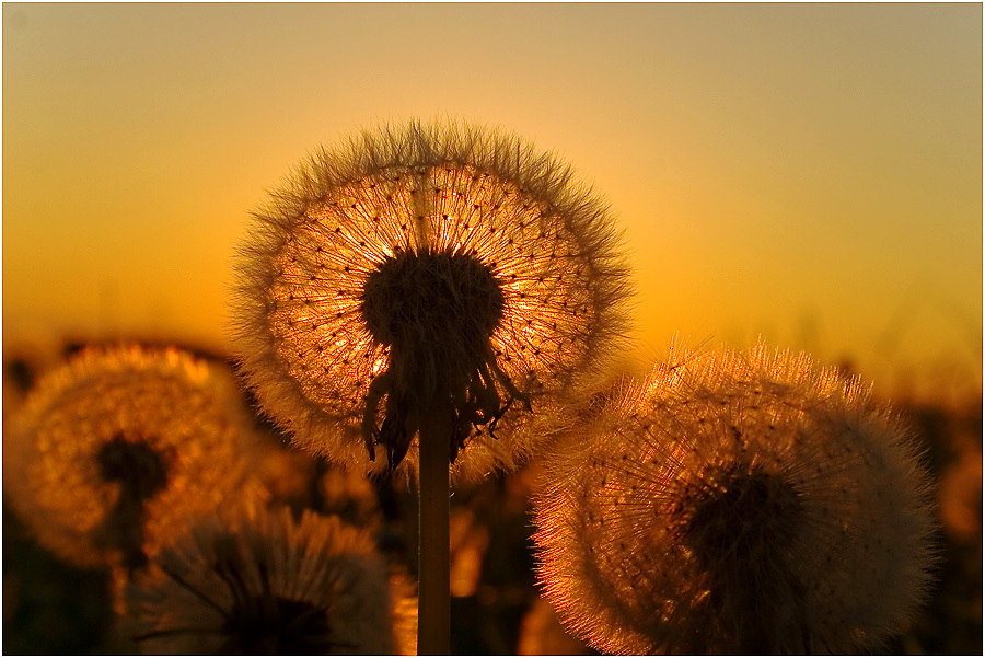 Pusteblume im goldenen Abendlicht