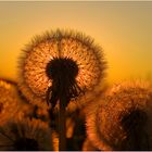 Pusteblume im goldenen Abendlicht