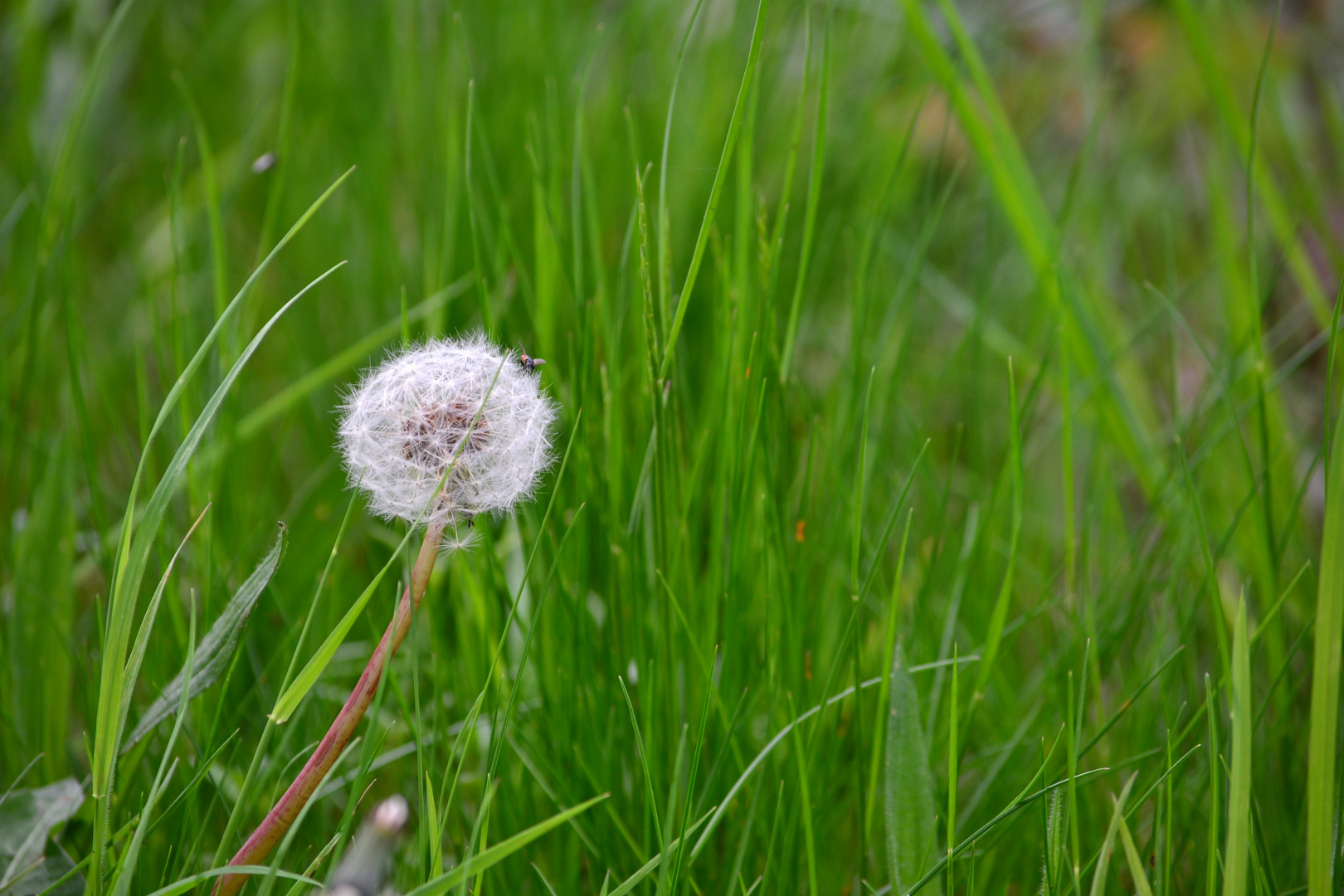 Pusteblume im Gras