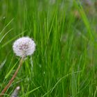 Pusteblume im Gras