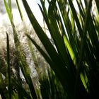 Pusteblume im Gras