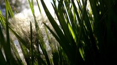 Pusteblume im Gras