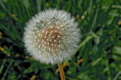 Pusteblume im Herbst