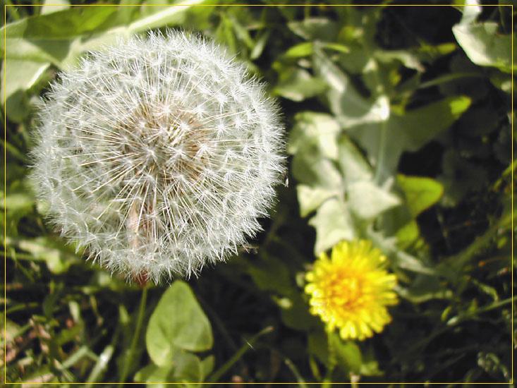 Pusteblume im Herbst