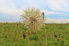 Pusteblume im Herbst