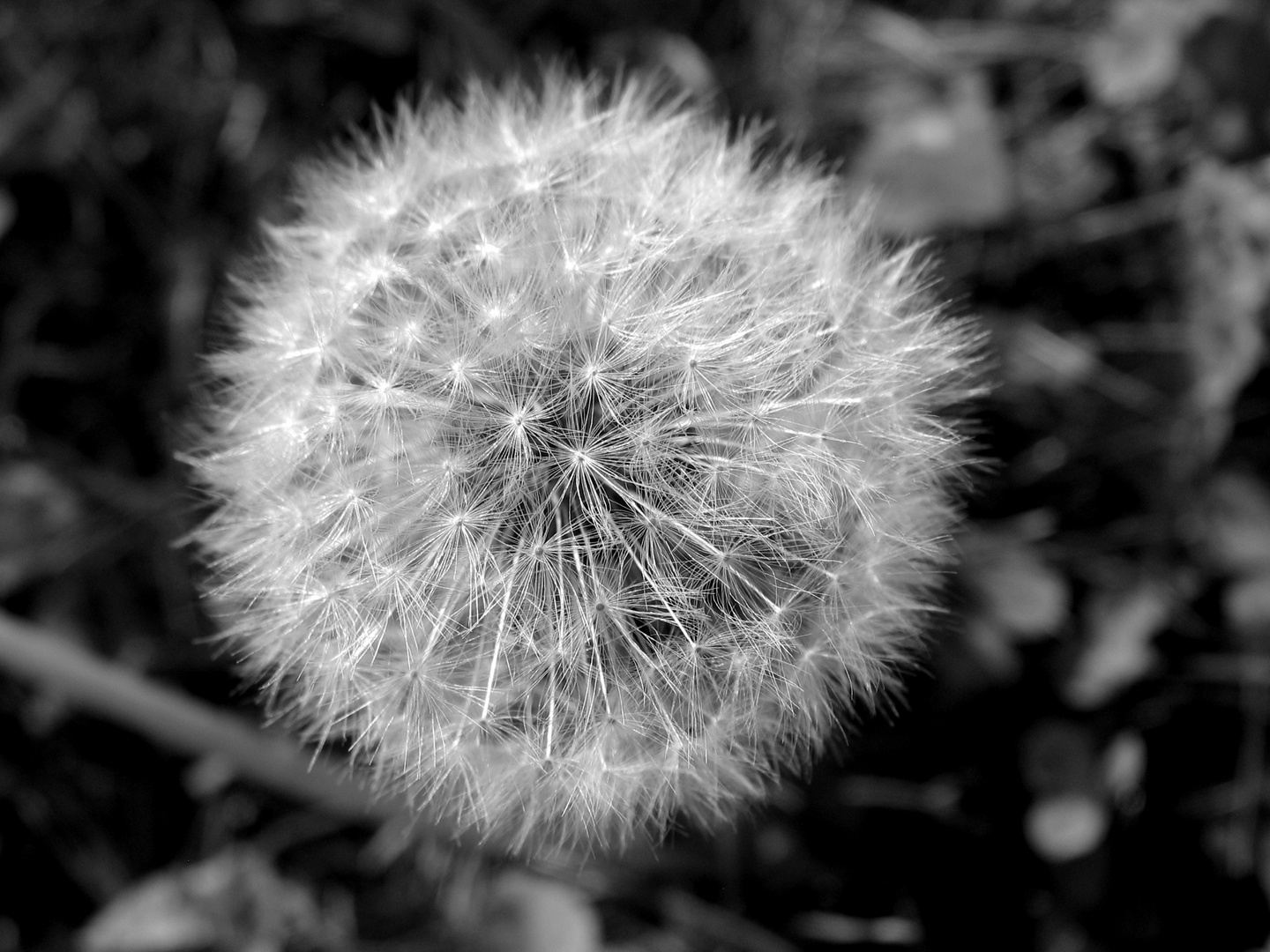 Pusteblume im Herbst