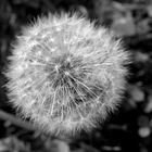 Pusteblume im Herbst