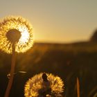 "Pusteblume" im Herbstlicht