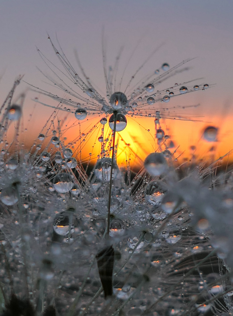 Pusteblume im letzten Sonnenlicht