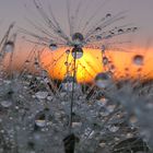 Pusteblume im letzten Sonnenlicht