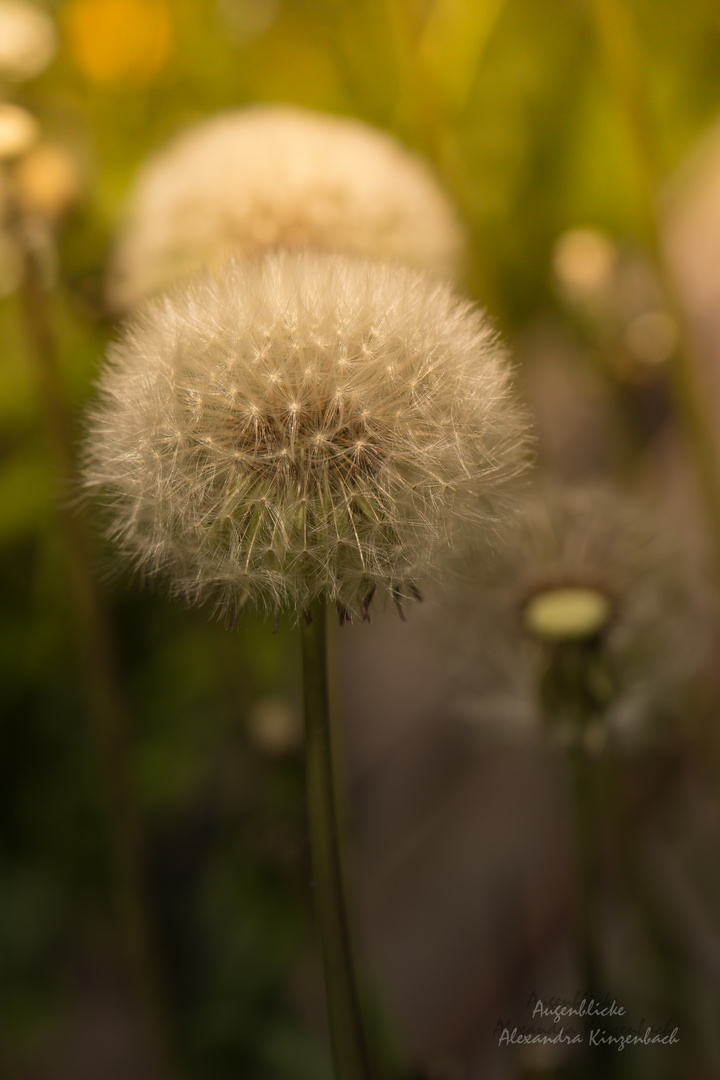 Pusteblume im Licht