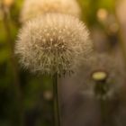 Pusteblume im Licht