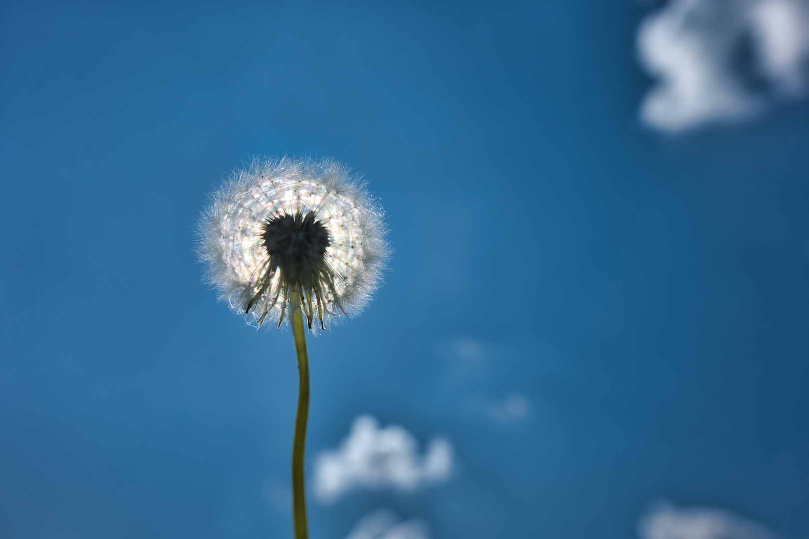 Pusteblume im Licht