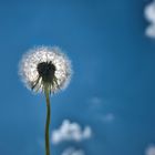 Pusteblume im Licht