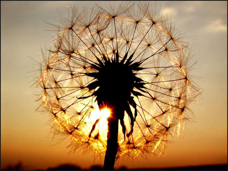 Pusteblume im Licht