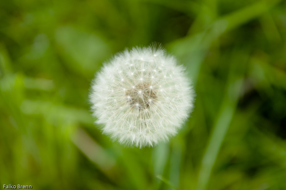 Pusteblume im Mai