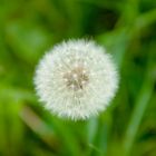 Pusteblume im Mai