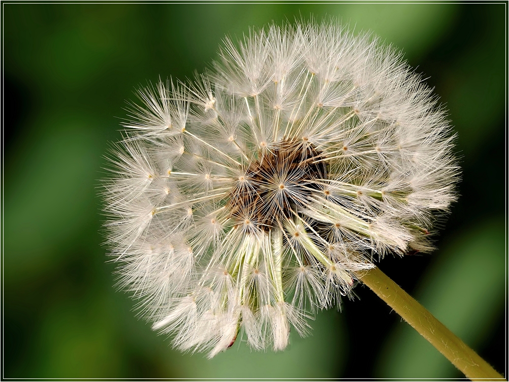 Pusteblume im Mai