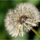 Pusteblume im Mai