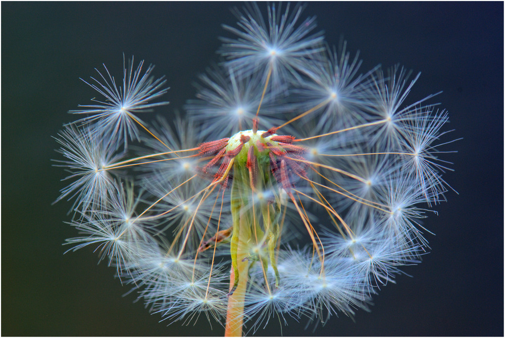 Pusteblume im Mai