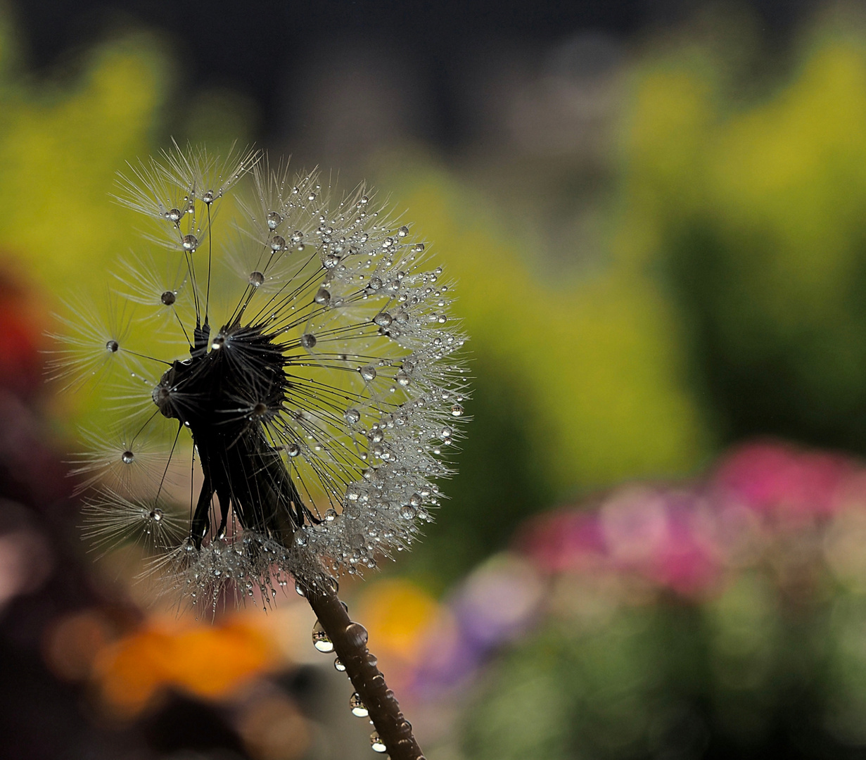 Pusteblume im Mairegen..