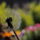 Pusteblume im Mairegen..