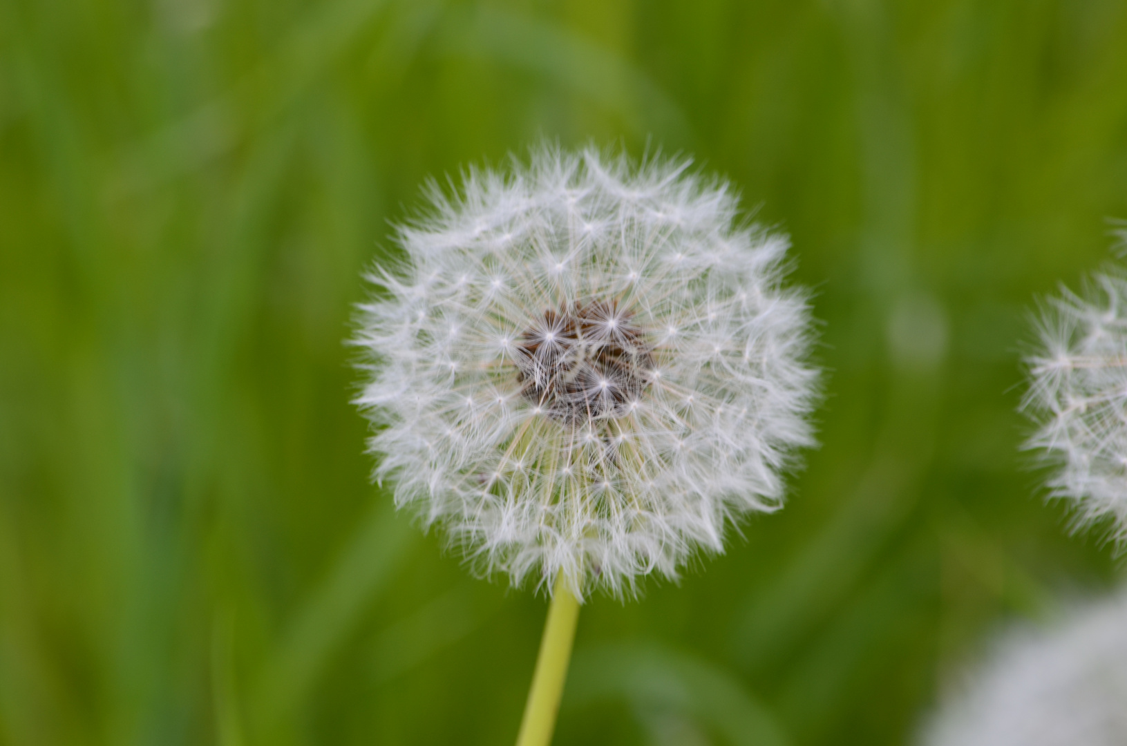 Pusteblume im Makro....