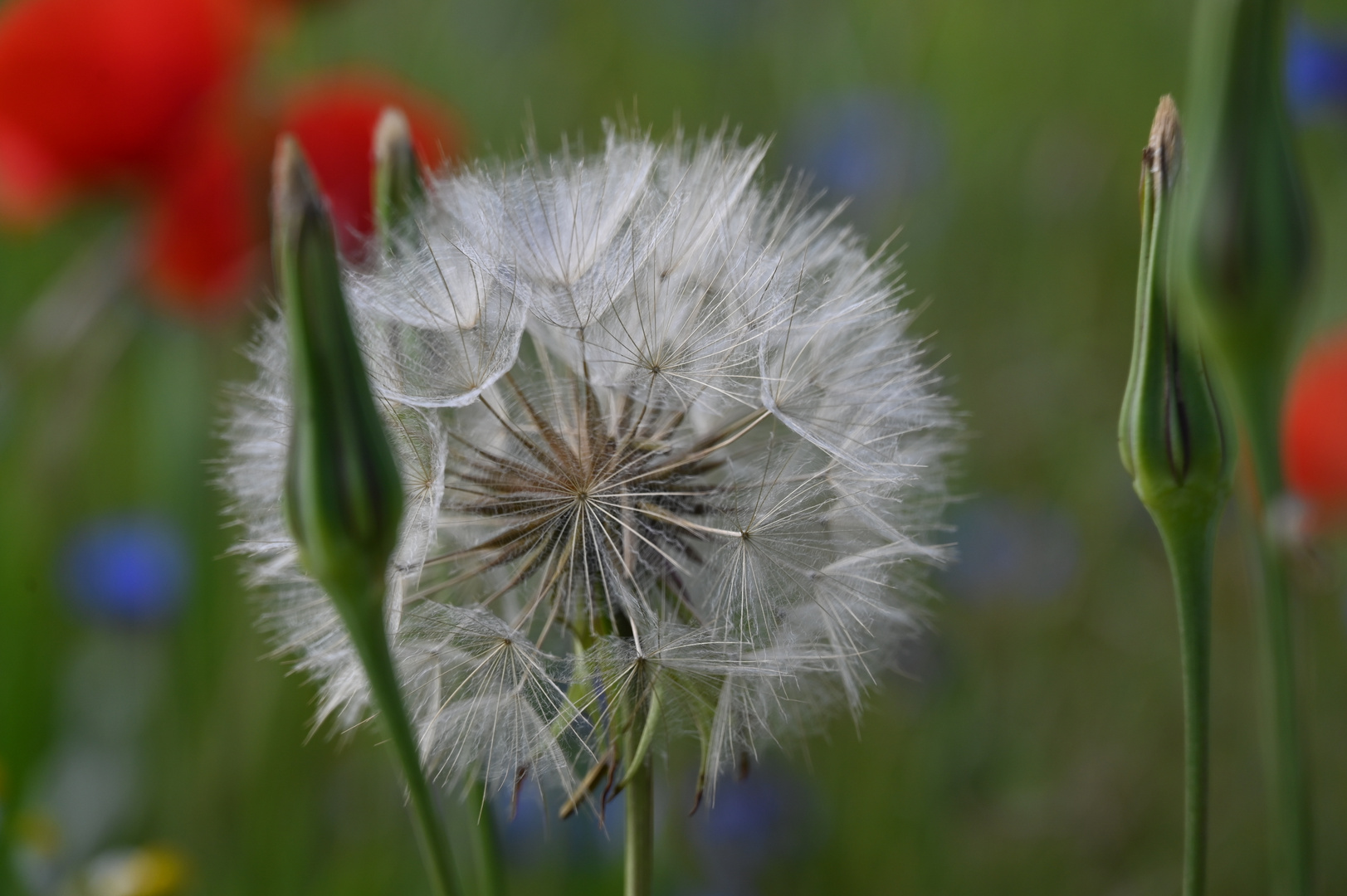 Pusteblume im Mohnfeld